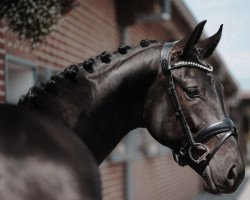 dressage horse Sensation's Dancier (Westphalian, 2018, from Sensation)