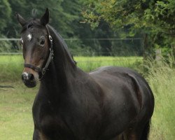 broodmare Valido's Lady (German Riding Pony, 2009, from Valido's Highlight)