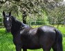 broodmare Bodethal's Noir Cherie (German Riding Pony, 2018, from Dornik-Double)