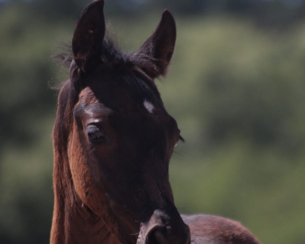 dressage horse Kronprinz (German Riding Pony, 2022, from Kent Nagano WE)