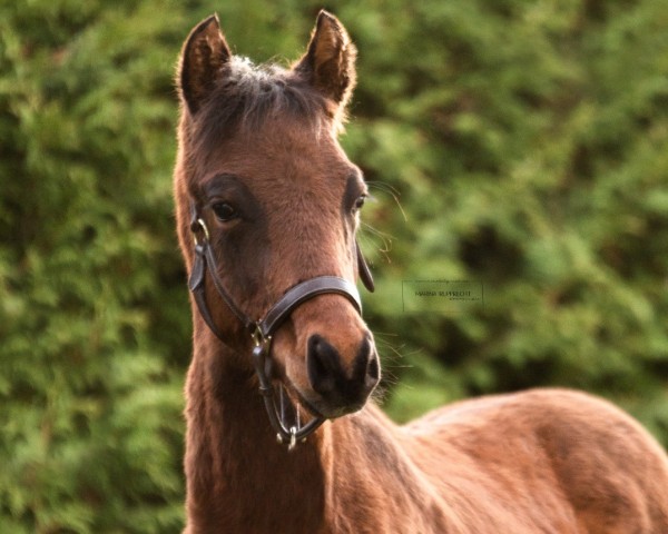 Springpferd Million Dreams (Deutsches Reitpony, 2022, von Million Reasons)