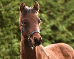 jumper Million Dreams (German Riding Pony, 2022, from Million Reasons)