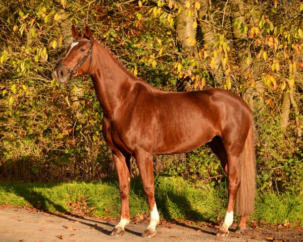 dressage horse Fire And Flame 2 (Oldenburg, 2015, from For Romance I)