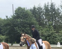 dressage horse Whatever (Haflinger, 2016)