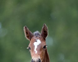 horse Cariba Van De Kompen Z (Zangersheide Reitpferd, 2022, from Caribis Z)