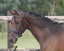 horse Orchid's Rowdy (Dutch Pony, 2012, from Kantje's Carlando)