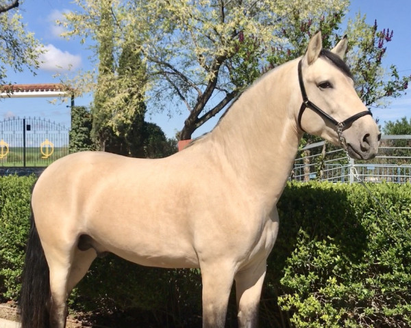 horse Visigodo XII (Pura Raza Espanola (PRE), 2016, from Baturro PM)