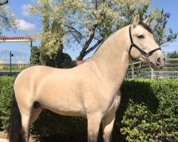 horse Visigodo XII (Pura Raza Espanola (PRE), 2016, from Baturro PM)