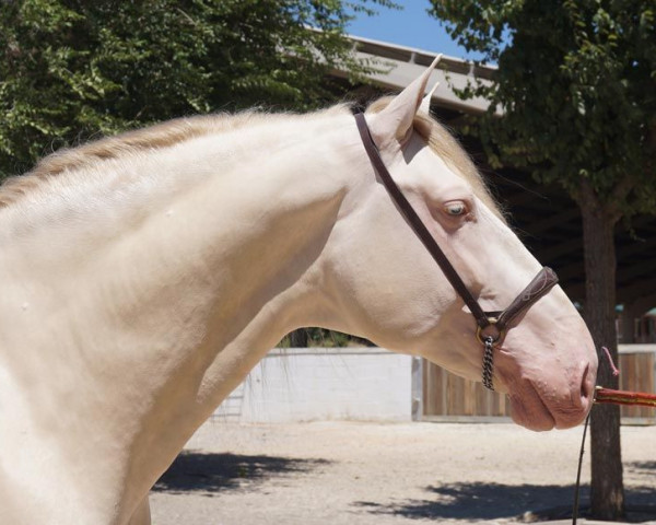 horse Baturro PM (Pura Raza Espanola (PRE), 2010, from Divo PM)