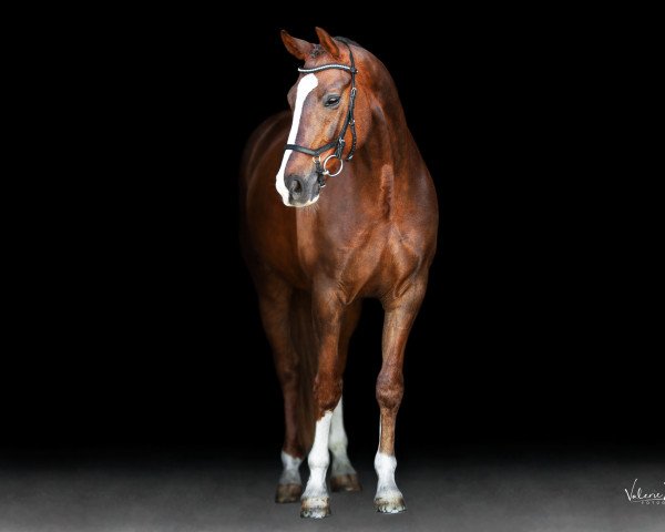 dressage horse Romeo Hg (Hanoverian, 2013, from Royal Classic I)