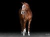 Dressurpferd Romeo Hg (Hannoveraner, 2013, von Royal Classic I)