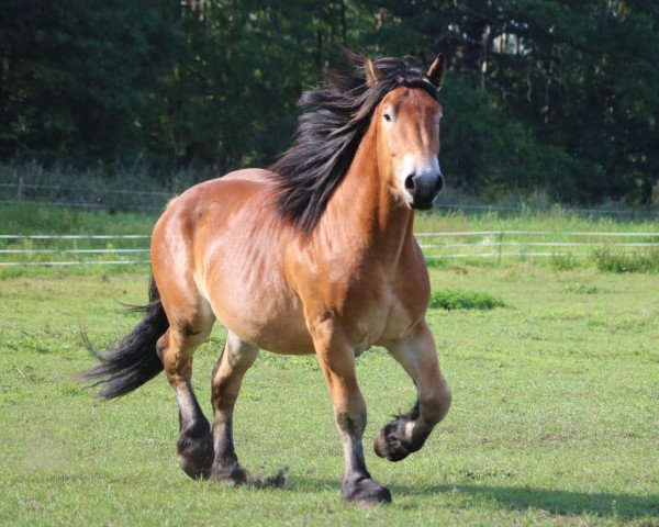 Pferd Enzo von Brück (Rheinisch-Deutsches Kaltblut, 2019)