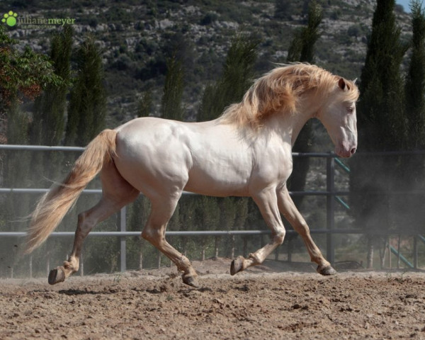 horse Divo PM (Pura Raza Espanola (PRE), 2006, from Pegaso IV)