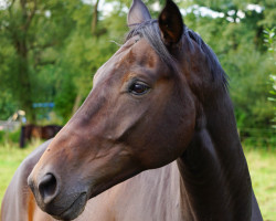 dressage horse Cartier del Mar (Hanoverian, 2012, from Christ)