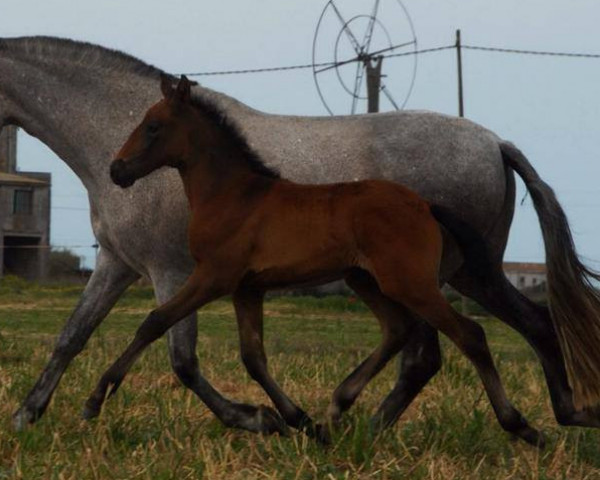 broodmare Sibila IV (Pura Raza Espanola (PRE), 2007, from Jaquimero)