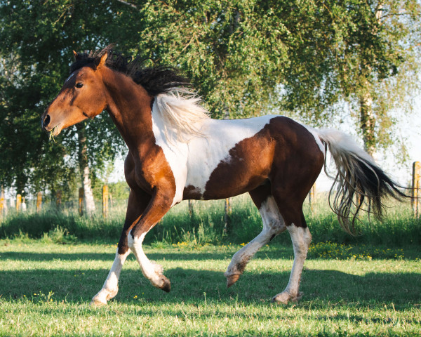 Dressurpferd PC El Primo (Baschkire / Bashkir Curly / Curly Horse, 2019, von Locke)