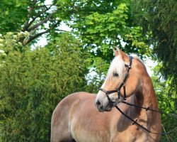 Pferd St.Alpenso (Haflinger, 2013, von Stüber)