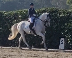 dressage horse Cyrano 175 (Oldenburg, 2011, from Carrico)