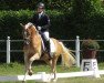 dressage horse World Wide Wind (Haflinger, 2016, from Wintersturm (ITA))