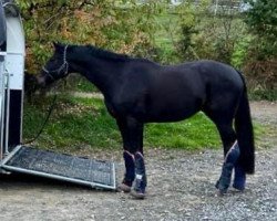 jumper Quantico’s Sincerity (Hanoverian, 2014, from Quick Check)