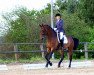 dressage horse Boomerang 27 (Hanoverian, 2008, from Benvenuto)