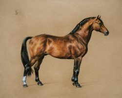 stallion Astrivoire (Swiss Warmblood, 1975, from Astronome)