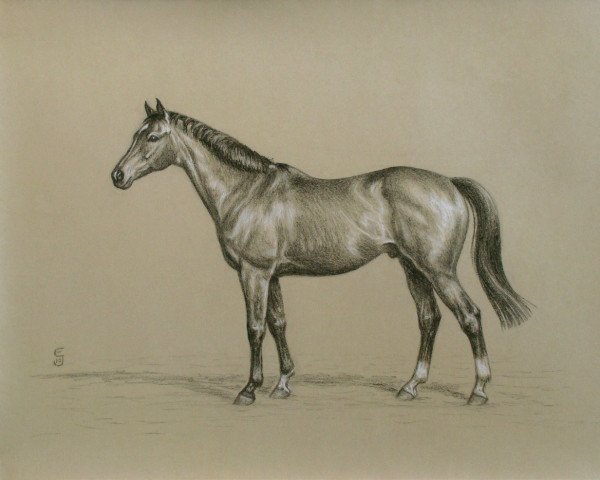 Pferd Wintero CH (Englisches Vollblut, 2001, von Street Rebel xx)
