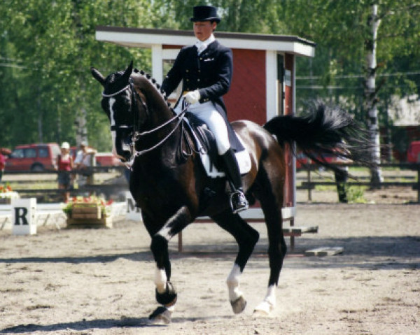 stallion Angard 92 FIN (Hanoverian, 1991, from Archipel)