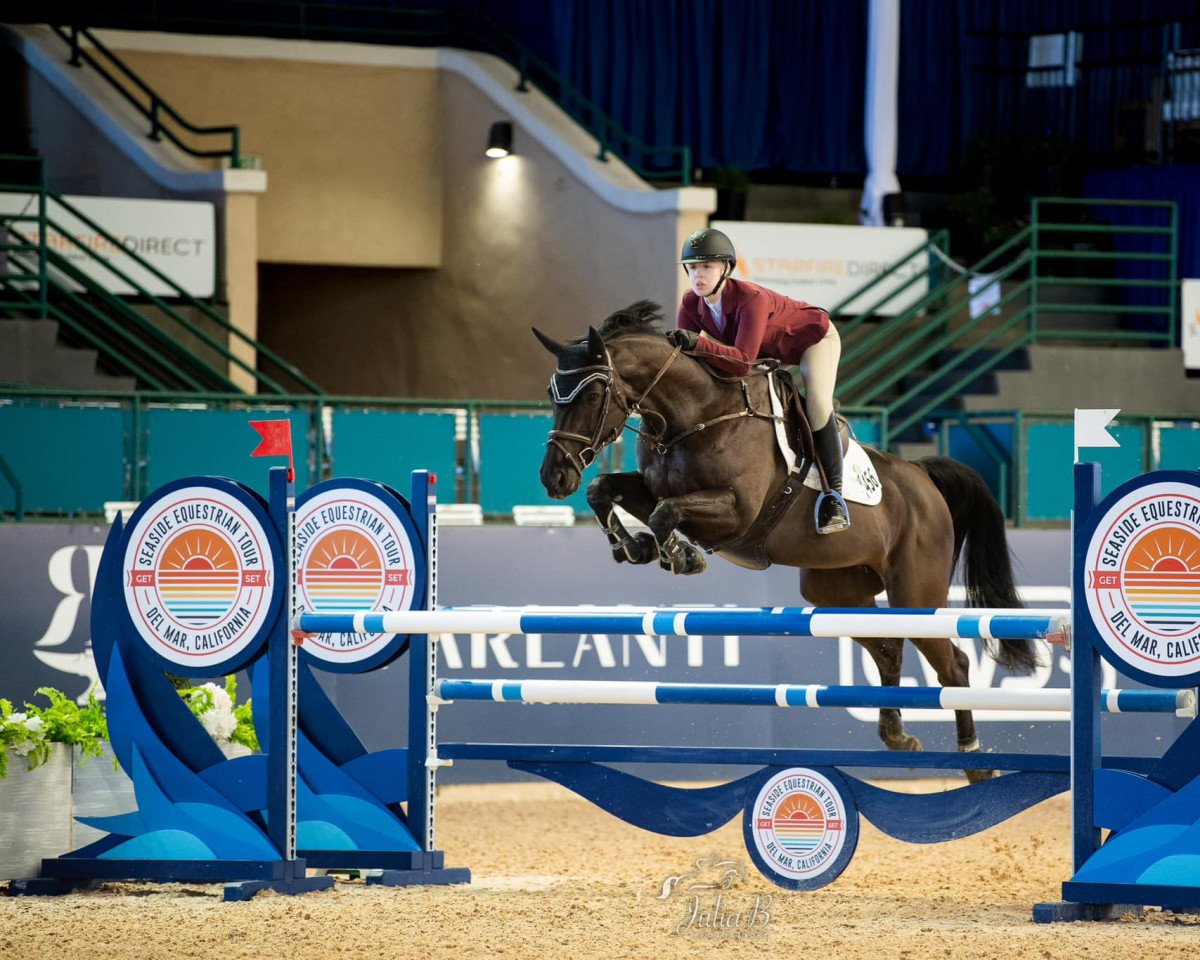 jumper Massima Rocca VLS (Belgian Warmblood, 2012, from Casario II)