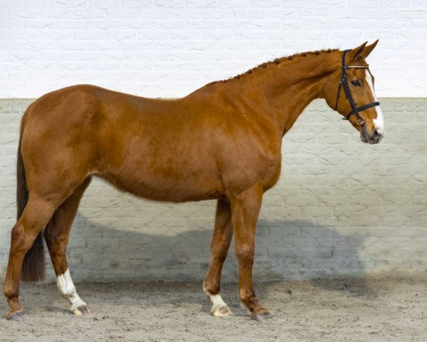 Zuchtstute For Life Hero (Belgisches Warmblut, 2005, von For Pleasure)