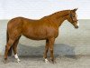 broodmare For Life Hero (Belgian Warmblood, 2005, from For Pleasure)