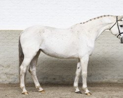 broodmare Chacco-Fly (Oldenburg show jumper, 2010, from Chacco-Blue)