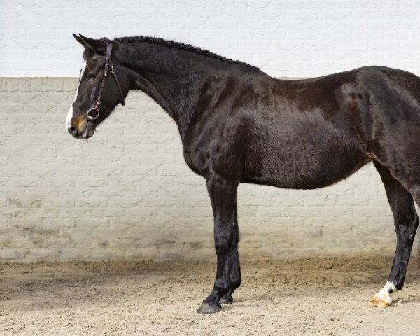 broodmare Ilse LH (KWPN (Royal Dutch Sporthorse), 2013, from VDL Cardento 933)