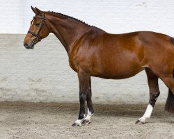 Zuchtstute Feline WPHC (KWPN (Niederländisches Warmblut), 2010, von Mr Blue)