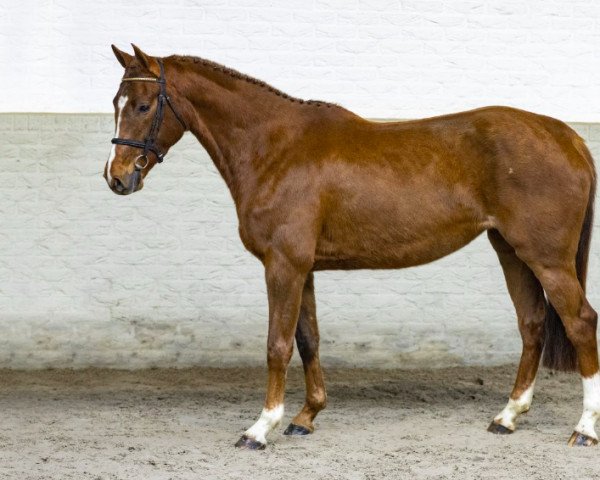 Zuchtstute Conviva (Oldenburger Springpferd, 2018, von Conthargos)