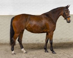 broodmare Be Hooney Moon (anglo european sporthorse, 2015, from Freestyle vd Wolfsakker)