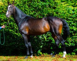 jumper Freestyle vd Wolfsakker (Belgian Warmblood, 2005, from Querlybet Hero)