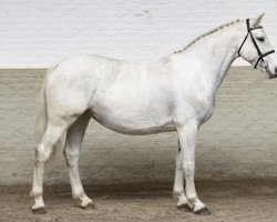 broodmare Charisma van Schuttershof Z (Zangersheide riding horse, 2011, from Cancara)