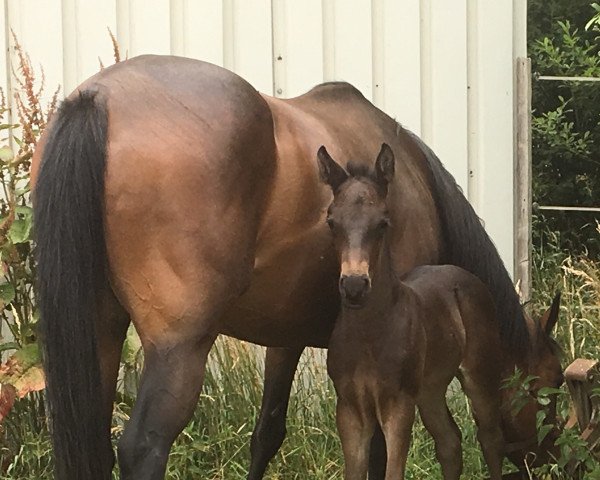 broodmare Inola xx (Thoroughbred, 2011, from Papellito xx)