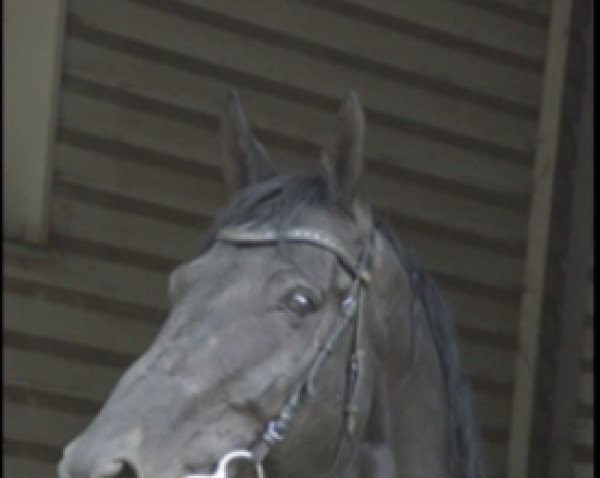 Deckhengst Profit (Russisch Trakehner, 2006, von Punsch)