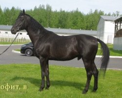 stallion Profit (Russian Trakehner, 2006, from Punsch)