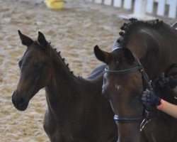 dressage horse Niquito (German Riding Pony, 2018, from Pav New York)