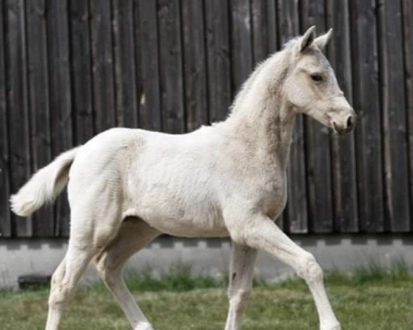 jumper Capallito (German Riding Pony, 2021, from Champ de Luxe)