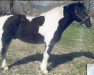 horse Oreo II (Bashkir / Bashkir Curly / Curly Horse,  , from Teoc Painted T)