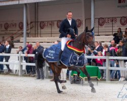 Springpferd Uri van de Kattevennen Z (Zangersheide Reitpferd, 2016, von Uricas van de Kattevennen)