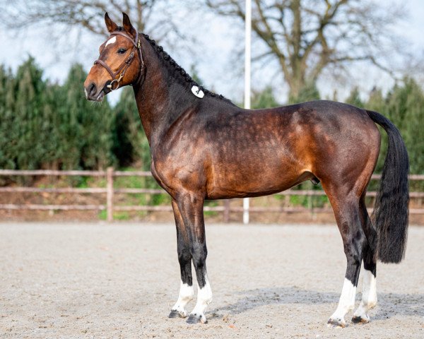 Springpferd Think Twice vd Zwartbleshoeve (Belgisches Warmblut, 2019, von Uricas van de Kattevennen)