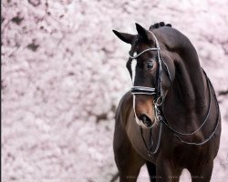 dressage horse Nero Amour (Rhinelander, 2012, from Negro)