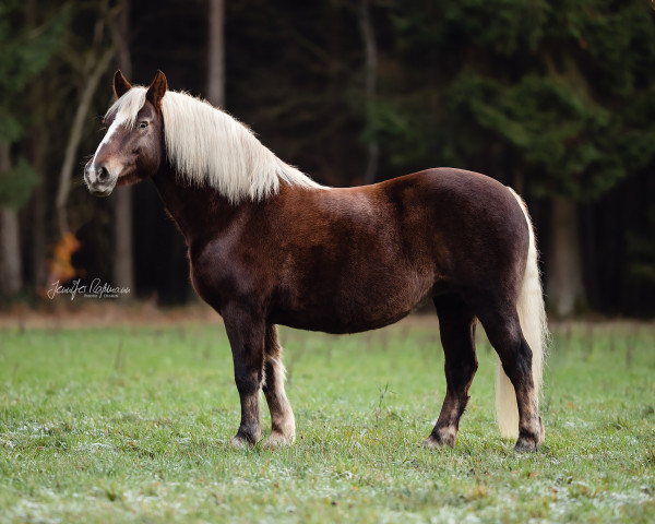 Pferd Diva (Schwarzwälder Kaltblut, 2008, von Remus)