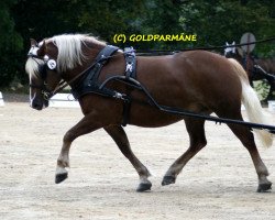 broodmare Dina (Black Forest Horse, 2005, from Respekt)