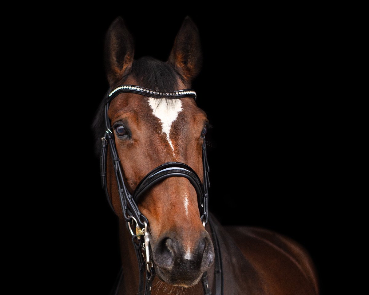 broodmare Waluna 2 (Austrian Warmblood, 2008, from A Jungle Prince)